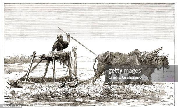 egyptian farmer plowing field with cattle 1880 - mammal fossil stock illustrations