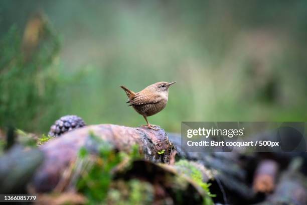 wren troglodytes troglodytes,close-up of songbird perching on rock - cinclus cinclus stock pictures, royalty-free photos & images