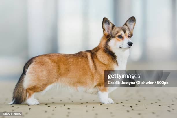 stacked brunia,portrait of pembroke welsh corgi standing on footpath - pembroke welsh corgi stock-fotos und bilder