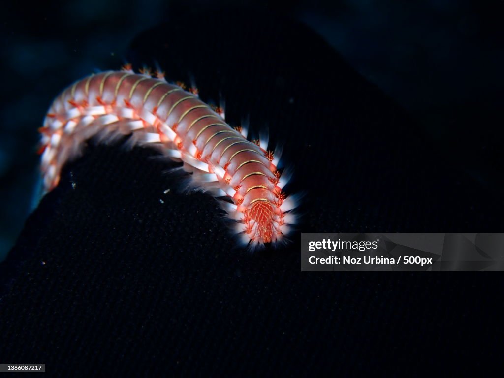 Close-up of caterpillar on plant,El Hierro,Santa Cruz de Tenerife,Spain