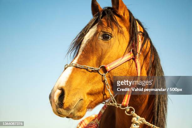 low angle view of thoroughbred horse against clear sky - cabestro fotografías e imágenes de stock