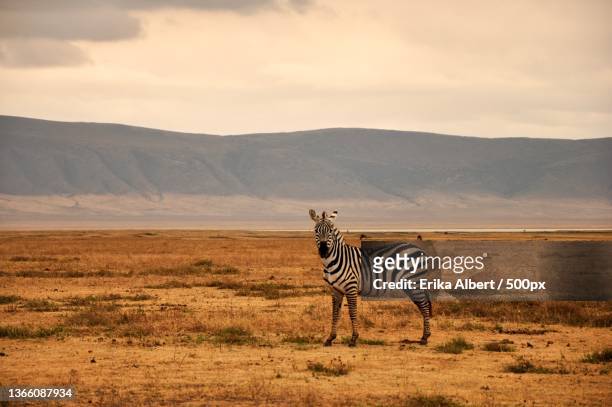 side view of plains zebra standing on field against sky,ngorongoro crater,tanzania - cratera vulcânica imagens e fotografias de stock