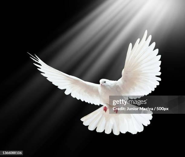 close-up of dove flying against black background - doves stock-fotos und bilder