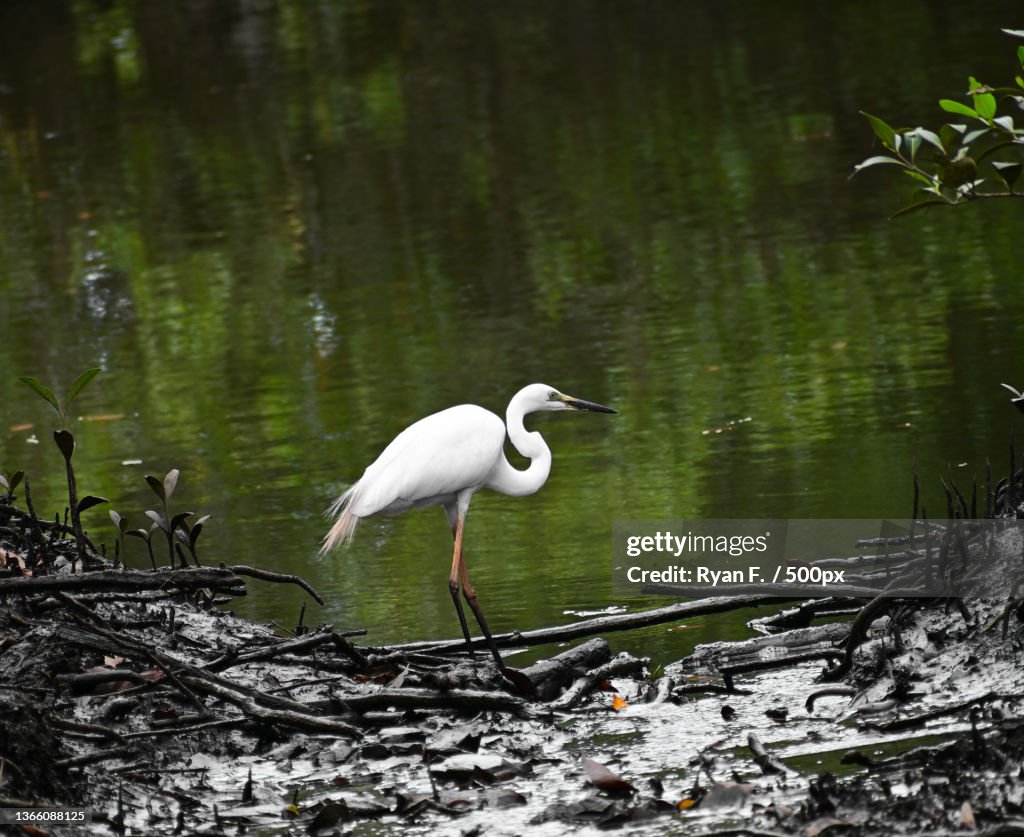 Great egret,Side view of egret perching on lake