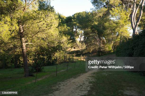 trees growing on field against sky,park terral,france - agroforestry stock pictures, royalty-free photos & images