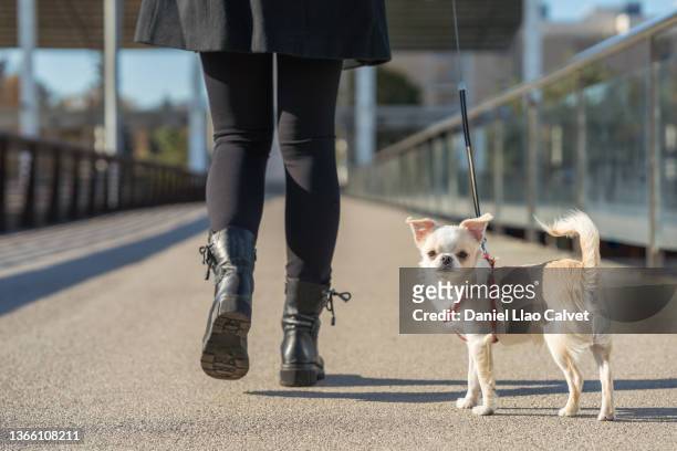 chihuahua dog looking at the camera while enjoying a walk down the street with his owner. - chihuahua dog stockfoto's en -beelden