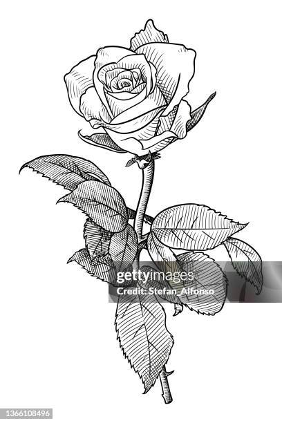 vektorzeichnung einer rose - rose stock-grafiken, -clipart, -cartoons und -symbole