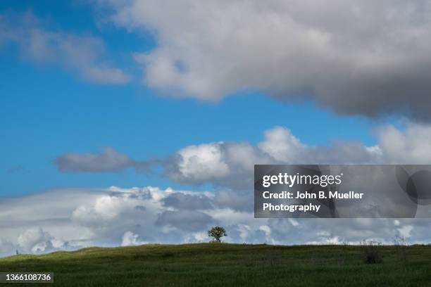 solo tree - thousand oaks stock pictures, royalty-free photos & images