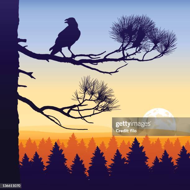 illustrations, cliparts, dessins animés et icônes de wilderness crépuscule - bordé d'arbres