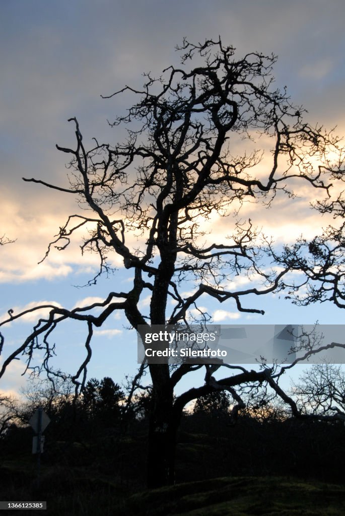 Garry Oak Silhouette at Sundown