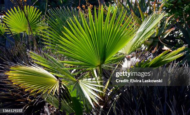 california fan palms in garden setting - waaierpalm stockfoto's en -beelden