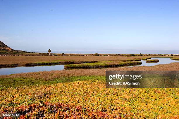 feuchtgebiet nahe dem meer - del mar california stock-fotos und bilder