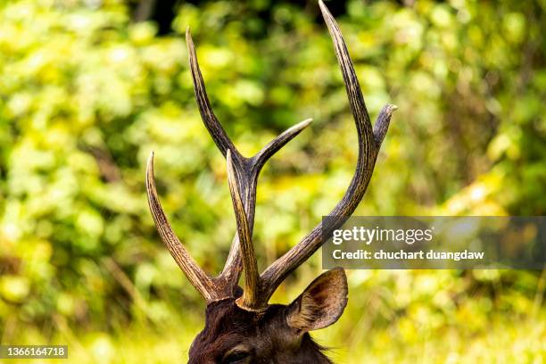 close up sambar deer (rusa unicolor or cervus unicolor) in nature - antler stock-fotos und bilder