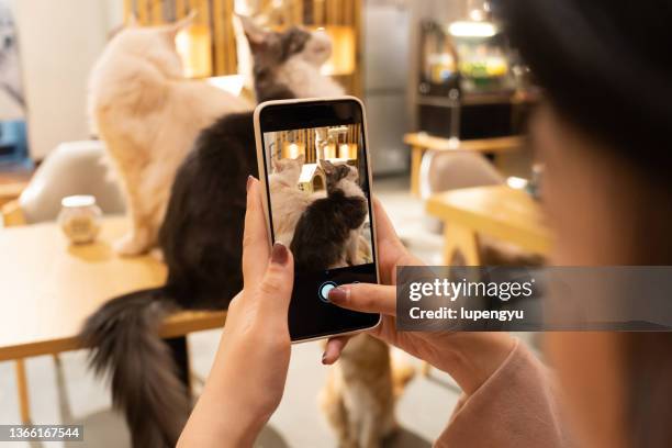 using smart phone shooting cat - cat hand stock-fotos und bilder