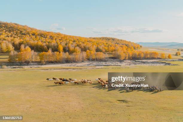 grassland beauty in autumn - herbivorous stock pictures, royalty-free photos & images