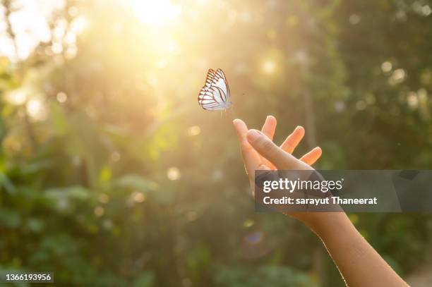 the girl frees the butterfly from the jar, golden blue moment concept of freedom - butterfly hand stock-fotos und bilder