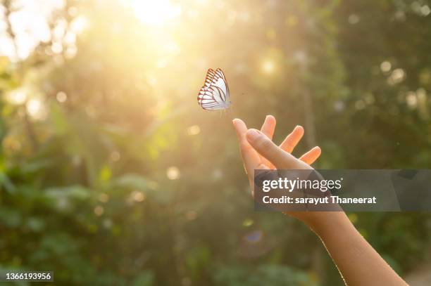 the girl frees the butterfly from the jar, golden blue moment concept of freedom - butterfly hand imagens e fotografias de stock