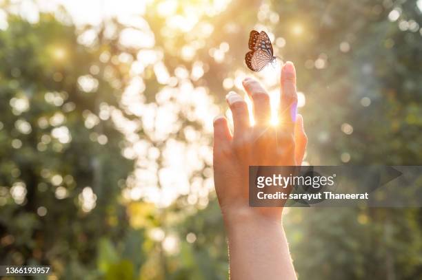 the girl frees the butterfly from the jar, golden blue moment concept of freedom - good luck stock-fotos und bilder