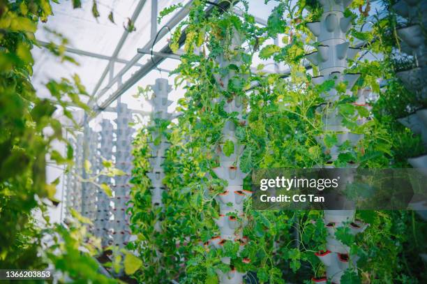 inside of greenhouse hydroponic vertical farm eco system with rows of curly kale seedlings of various sorts of garden vegetables growing on shelves ready for harvest - hydroponics stock pictures, royalty-free photos & images