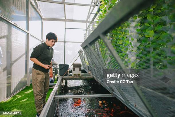 asian chinese woman checking on zero waste concept fish pond inside hydroponic vertical farm eco system under rows of seedlings of various sorts of garden vegetables growing on shelves - i was turning into a vegetable stock pictures, royalty-free photos & images