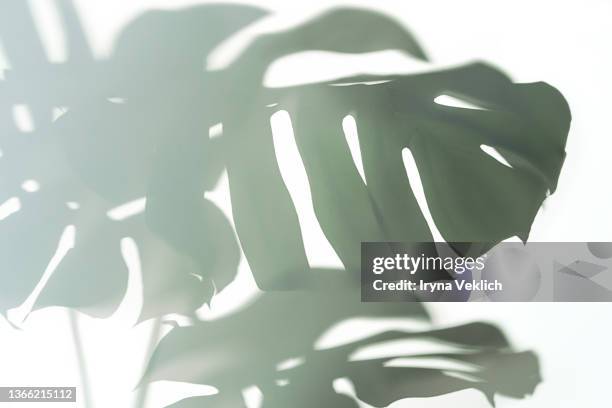 trendy shadow of tropical leaves of monstera philodendron on white background, isolated. - monstera foto e immagini stock