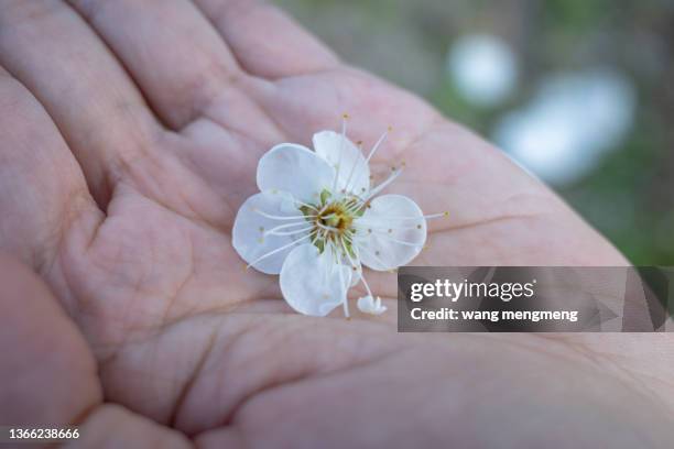 the white green plum blossom falling on the hand - japanse abrikoos stockfoto's en -beelden