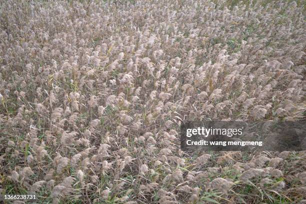 a mass of reeds by the sea in winter - mastodon flower stock pictures, royalty-free photos & images