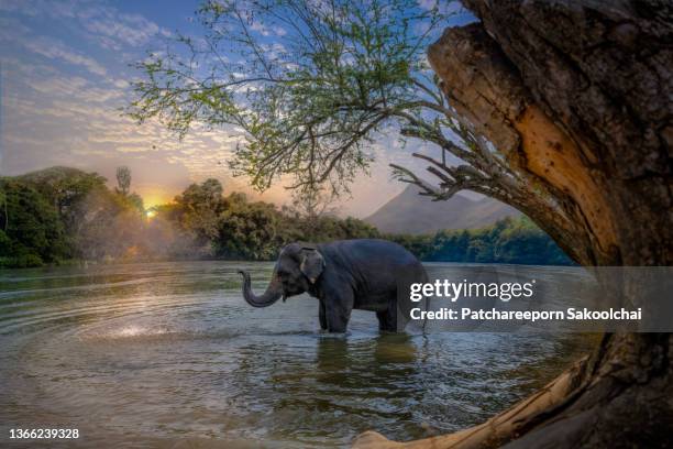 taking a bath - elefante asiático fotografías e imágenes de stock