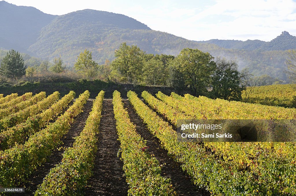 Vineyards with fall foliage, AOC Faugeres