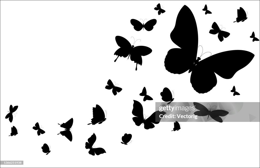 Butterflies silhouette black background on white Background