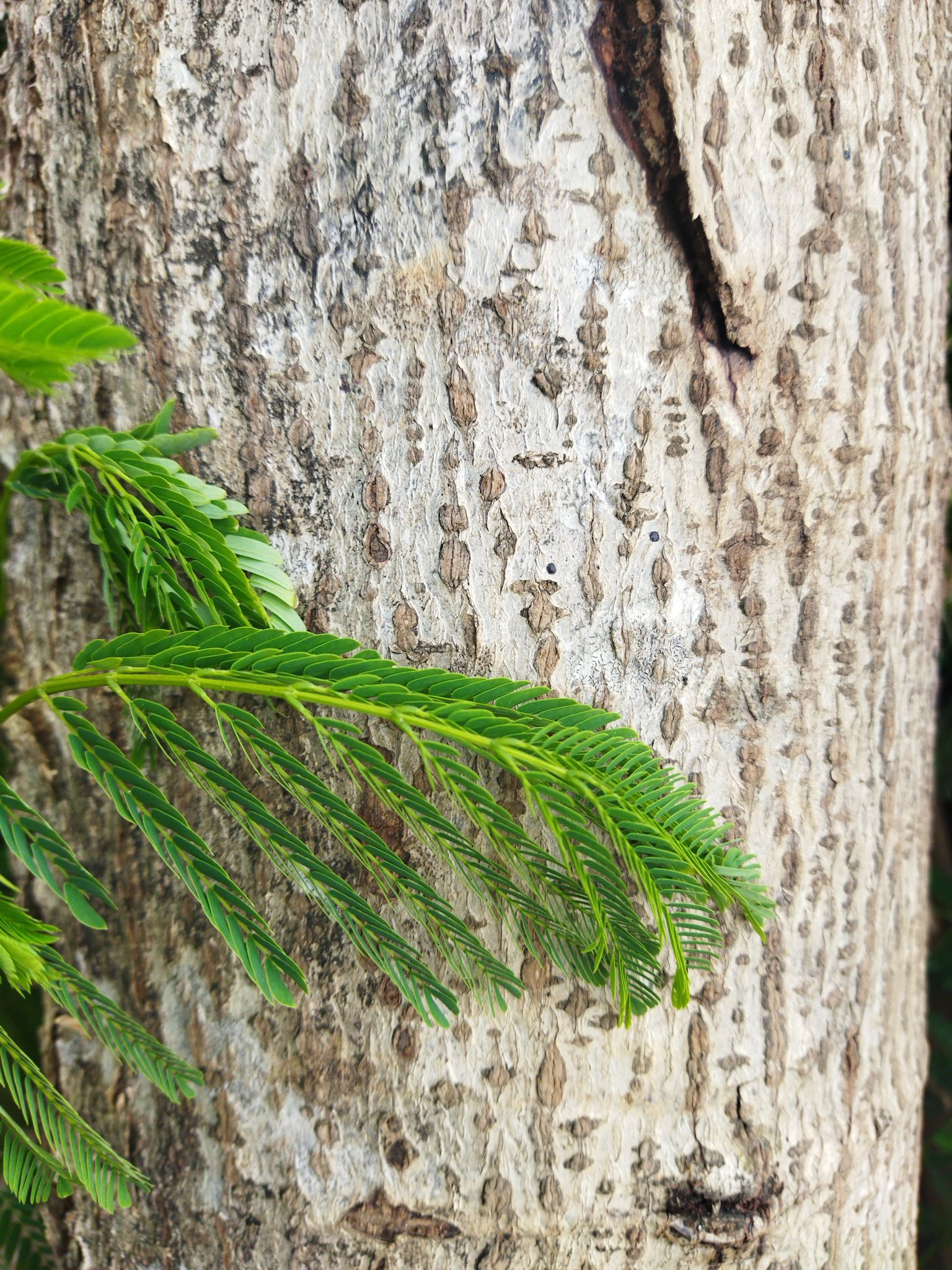 mimosa tenuiflora bark