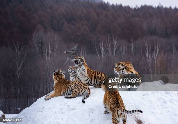 siberian tiger - siberian tiger stock pictures, royalty-free photos & images