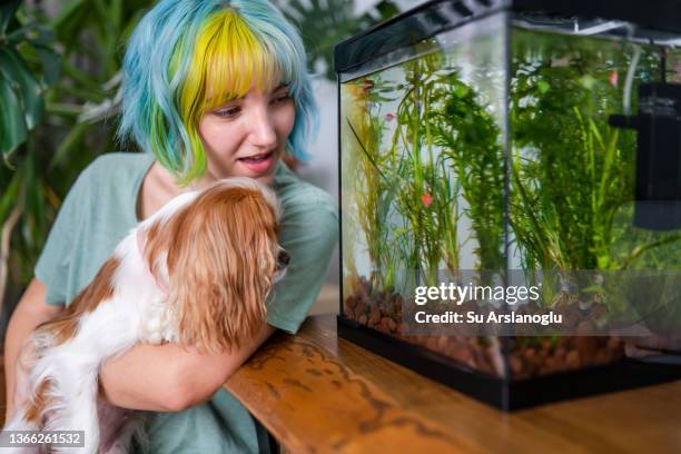 junges mädchen mit bunten haaren, das mit ihrem hund auf die fischschale schaut - aquarium home stock-fotos und bilder