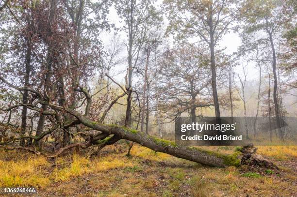 fallen tree - fallen tree stock pictures, royalty-free photos & images