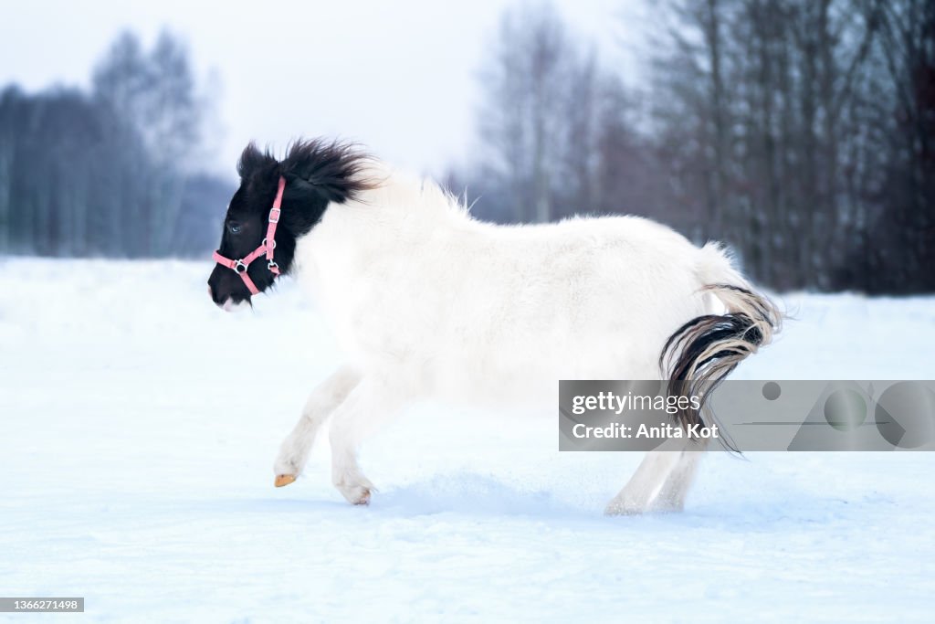 Running Shetland Pony