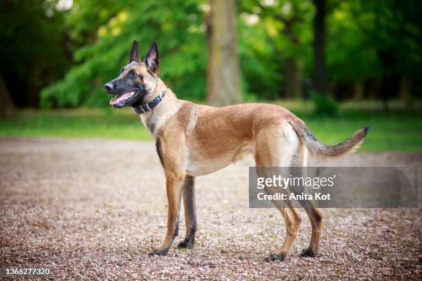 portrait of belgian shepherd dog (malinois) - dog park stock pictures, royalty-free photos & images