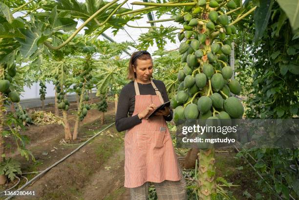 ritratto di una bella contadina in una serra usando una compressa la crescita della papaia - albero di papaya foto e immagini stock