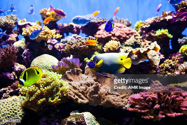 colorful fish aquarium - tone tank stock pictures, royalty-free photos & images