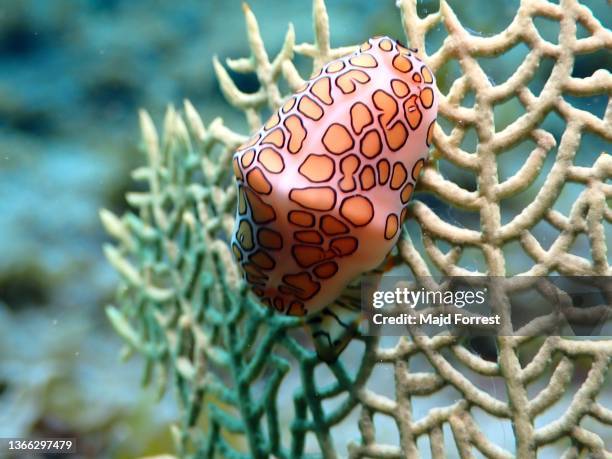 flamingo tongue (cyphoma gibbosum), snail on sea fan.  taken off divetech / lighthouse point, west bay, grand cayman - nudibranch stock pictures, royalty-free photos & images