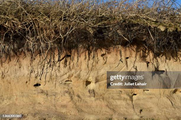 waiting for the travellers' return: the sand martins' burrows. - trou sol photos et images de collection