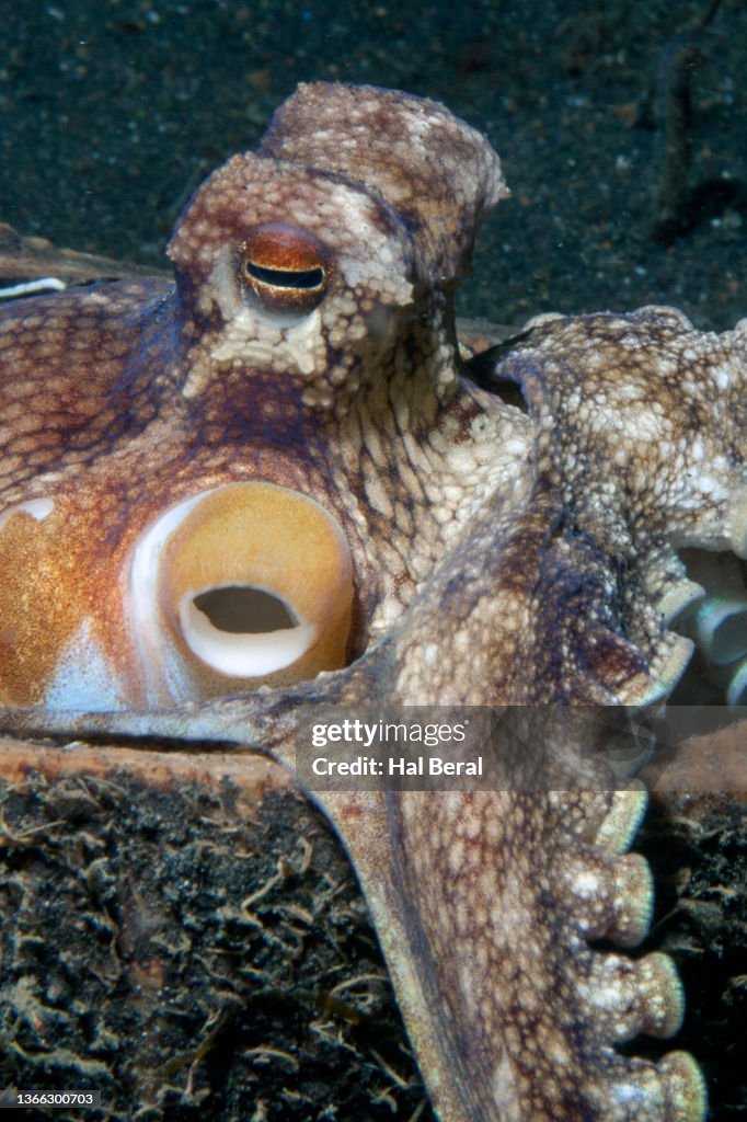Octopus Using Shells Coconut Octopus Usinging Coconut Shell For Protection Closeup High-Res ...