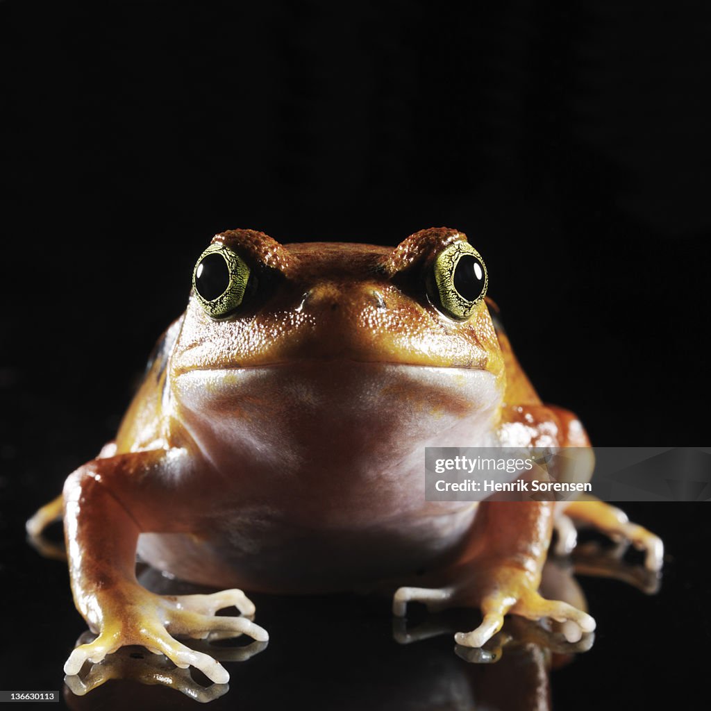 Close up of tomato frog