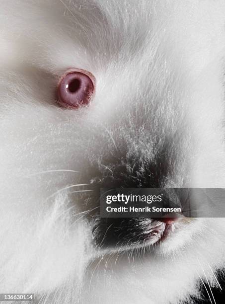 albino angora rabbit - angorakaninchen stock-fotos und bilder