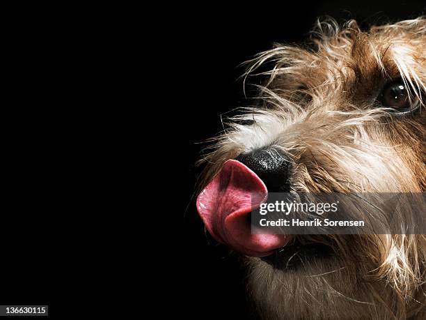 norfolk terrier with its tunge out - norfolk terrier 個照片及圖片檔