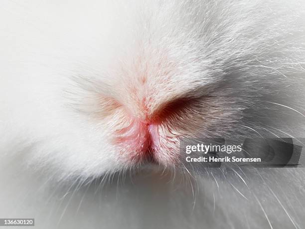 13 981点のうさぎ かわいいのストックフォト Getty Images 13 981点のうさぎ かわいいのストックフォト Getty Images