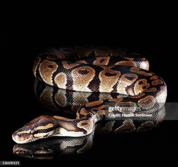 724 Burmese Python Snake Stock Photos, High-Res Pictures, and Images ...