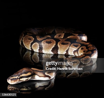 Burmese Python Burmese Python