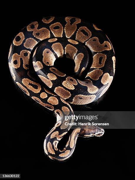 Python Image Black Background Python Black Background Stock-Fotos und Bilder - Getty Images