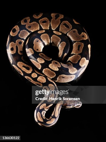 Burmese Python Burmese Python