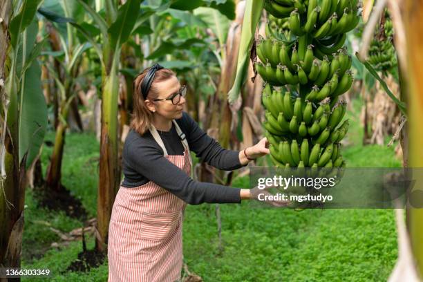 female farmer examining bananas on branches of banana trees in greenhouse. - banana plantation stock pictures, royalty-free photos & images